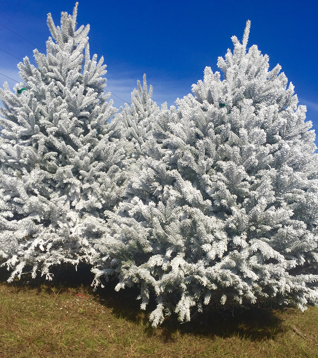 Flocking Severts Tree Farm